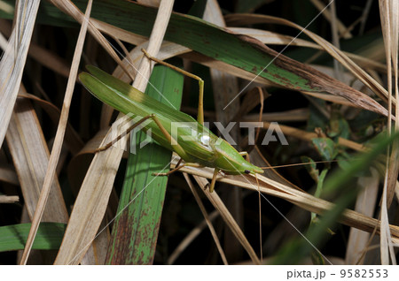 鳴いているクビキリギス 鳴いているクビキリギス 9582553