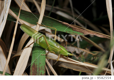 鳴いているクビキリギス 鳴いているクビキリギス 9582554