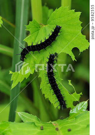 クジャクチョウの幼虫 クジャクチョウの幼虫 9582555