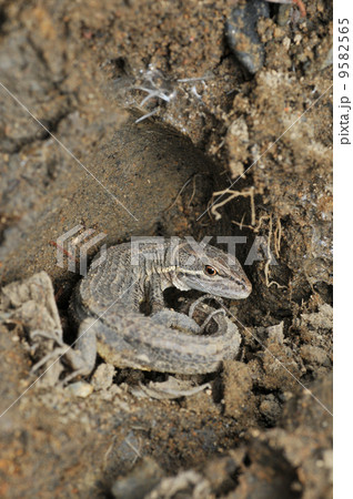 越冬するニホンカナヘビ 越冬するニホンカナヘビ 9582565