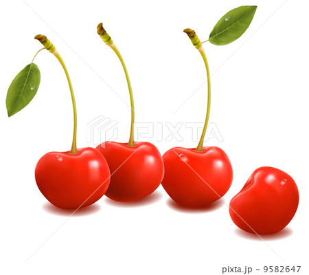 Bunch of fresh, juicy, ripe cherries. Vector illustration. Bunch of fresh, juicy, ripe cherries. Vector illustration. 9582647