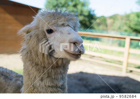 リャマ リャマ 9582684
