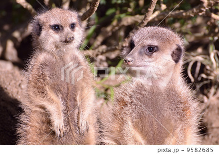 ミーアキャット 9582685