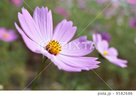 コスモス 9582686