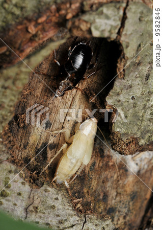 羽化したヤマトゴキブリ 9582846