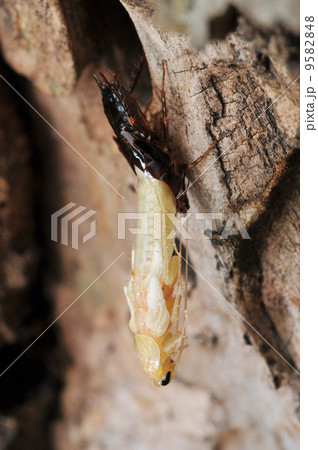 羽化するヤマトゴキブリ 9582848