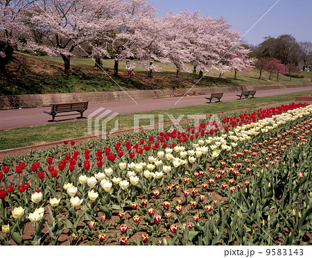 陽春のこどもの国エントランス広場 陽春のこどもの国エントランス広場 9583143