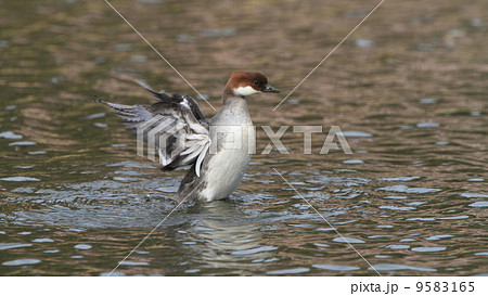 生き物　鳥類　ミコアイサ（メス）の伸び、羽ばたき 9583165
