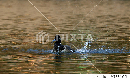 生き物　鳥類　水鳥の水浴び、コスズガモ（オス） 9583166