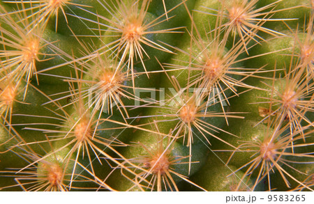 cactus cactus 9583265