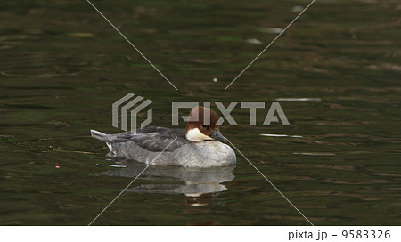 生き物　鳥類　池でくつろぐミコアイサ（メス） 9583326