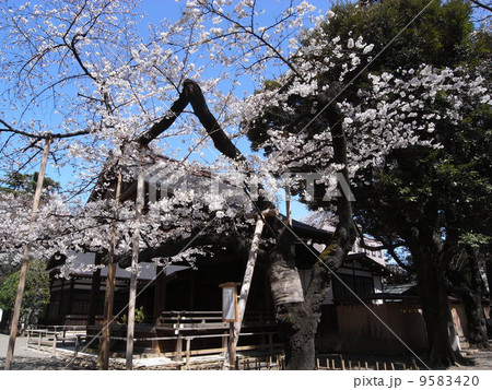 靖国神社 標本木の写真素材 954