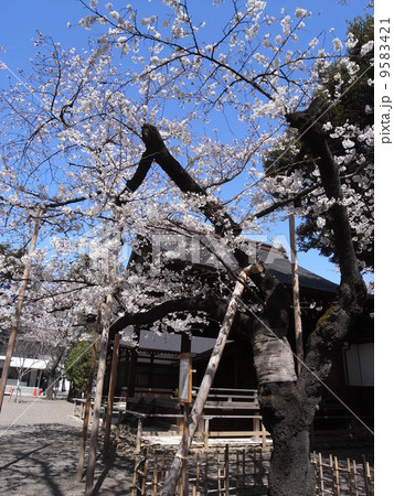 靖国神社　標本木　縦 9583421