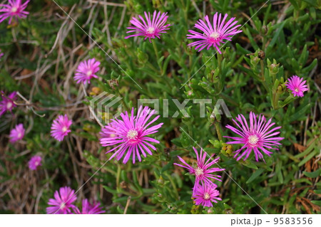 マツバギク 9583556