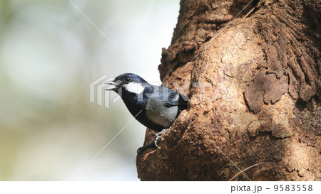 生き物　鳥類　巣のある木のうろから顔を出したイシガキシジュウカラ 9583558