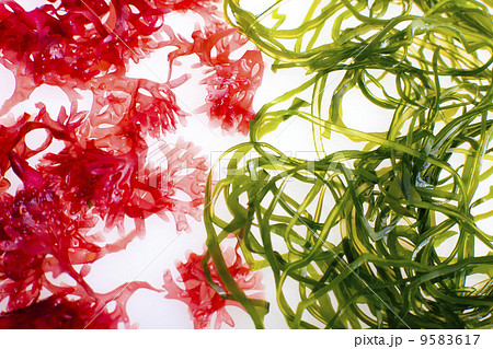 赤い海藻と昆布の写真素材