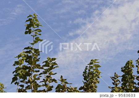 桑の木(11月) 桑の木(11月) 9583633