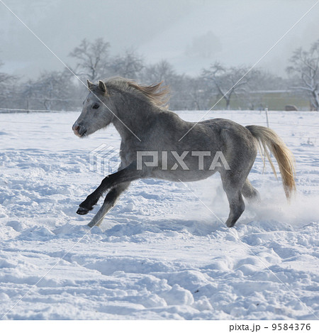Gorgeous welsh mountain pony running in winter 9584376