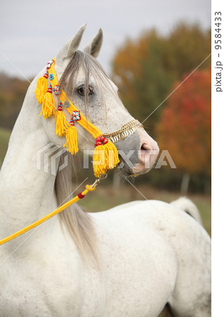 Beautiful white arabian stallion with nice show halter 9584433