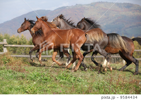 Group of horses running on autumn pasturage 9584434