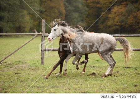 Two stallions playing on pasturage 9584435