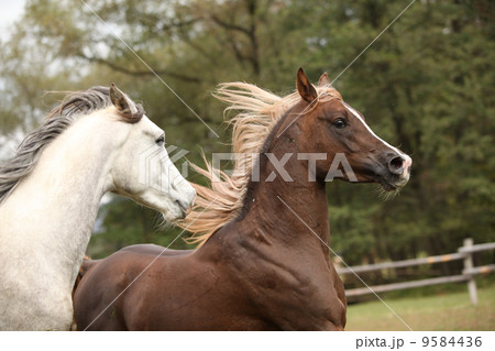 Two stallions playing on pasturage Two stallions playing on pasturage 9584436