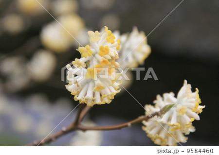 哲学の道に咲くミツマタの花 9584460