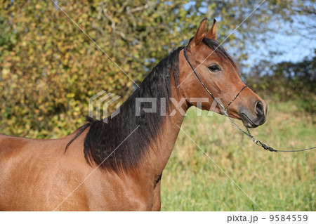 Beautiful arabian horse in autumn 9584559