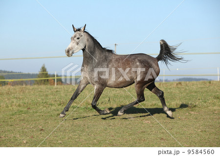 Gorgeous arabian horse running on autumn pasturage 9584560
