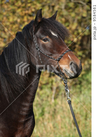 Beautiful brown mare with rope halter in autumn 9584561