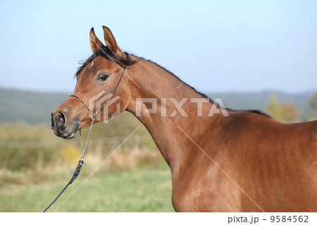 Beautiful arabian horse in autumn Beautiful arabian horse in autumn 9584562