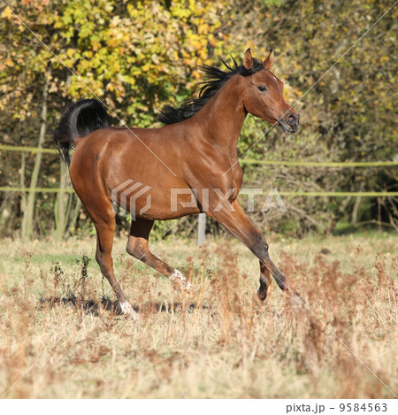 Gorgeous arabian horse running on autumn pasturage Gorgeous arabian horse running on autumn pasturage 9584563