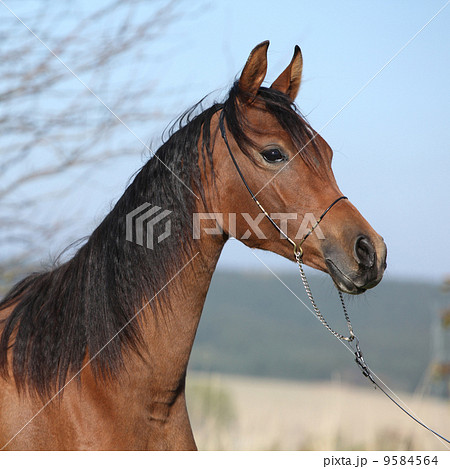 Beautiful arabian horse in autumn Beautiful arabian horse in autumn 9584564