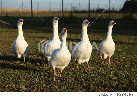 White geese walking on natural background 9584565