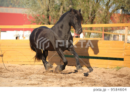 Nice friesian horse working in paddock Nice friesian horse working in paddock 9584604