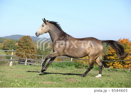 Beautiful horse running on pasturage in autumn Beautiful horse running on pasturage in autumn 9584605