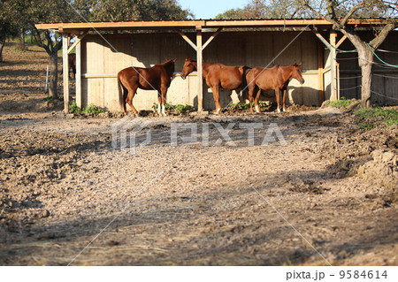 Some horse under the shelter Some horse under the shelter 9584614