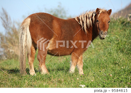 Gorgeous minishetland pony in autumn 9584615