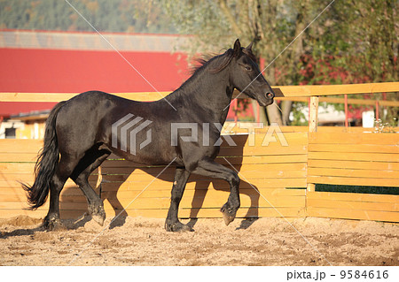 Nice friesian horse working in paddock 9584616