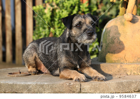 Border terrier bitch lying 9584637