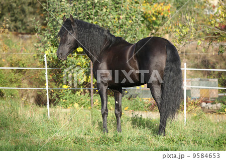 Nice black stallion with long mane 9584653