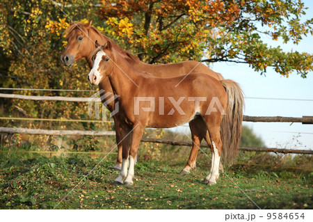 Two ponnies on autumn pasturage 9584654