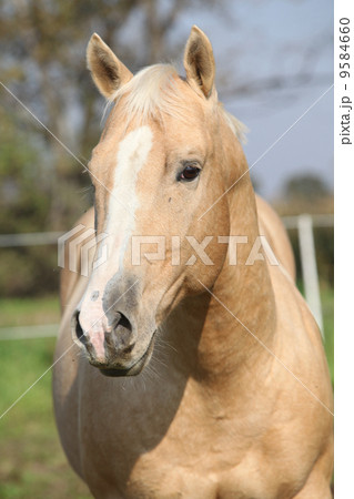 Nice palomino horse looking at you Nice palomino horse looking at you 9584660