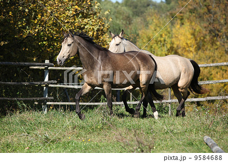 Two horses running on pasturage 9584688