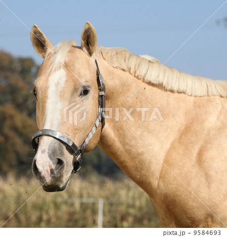 Nice palomino horse looking at you 9584693