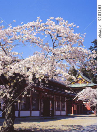 塩竈神社　桜 9585165