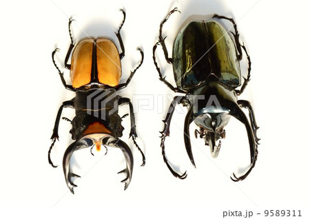 ラコダールツヤクワガタとアトラスオオカブト　白背景 9589311