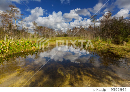 Florida landscapes 9592943