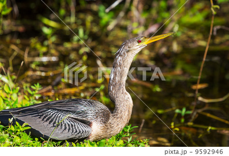 Anhinga 9592946
