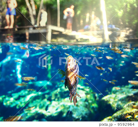 Cennote Cennote 9592964